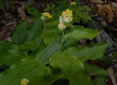 2010-04-04_4 Fat Solomon Cropped TN.jpg - 34877 Bytes